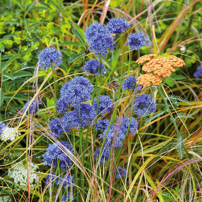 Blue alliums and orange achillea in a natural setting with greenery.