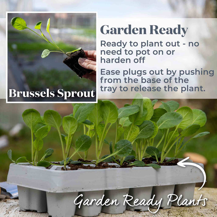 Brussels Sprout 'Brigitte'