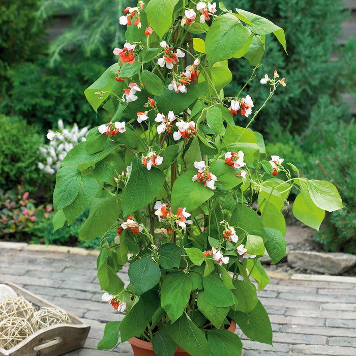 Runner Bean Dwarf Seeds 'Hestia'