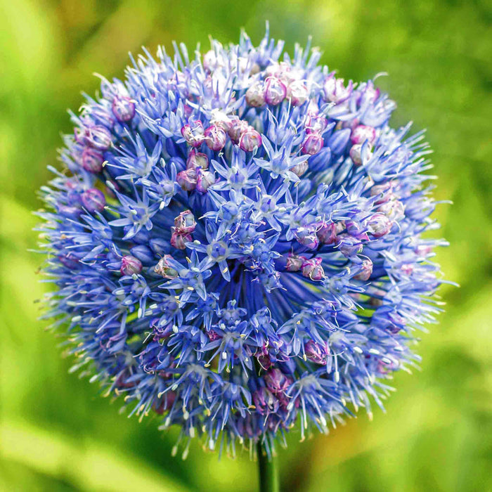 Close-up of a blue allium flower with a blurred green background.
