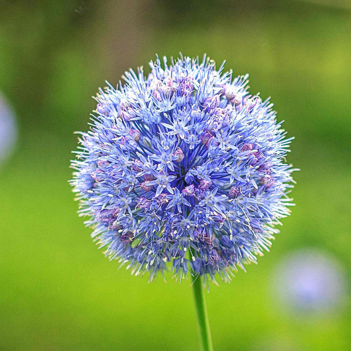 Close-up of a blue allium flower with a blurred green background.