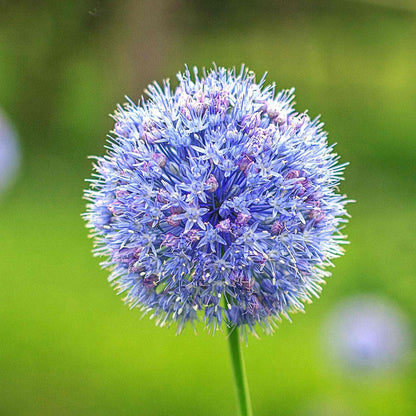 Close-up of a blue allium flower with a blurred green background.
