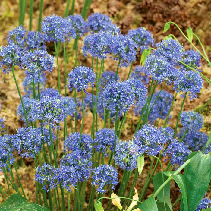 Group of blue allium flowers with green stems and leaves on a natural background.