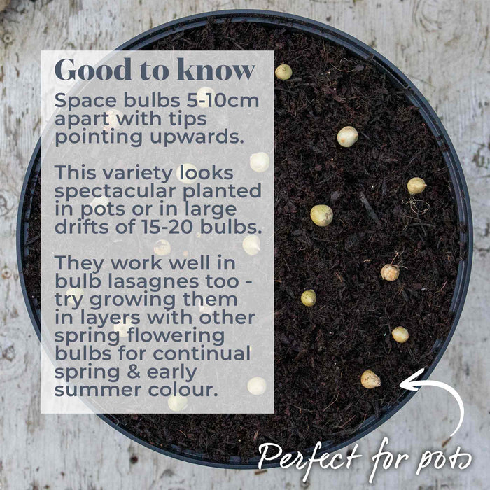 Container with compost and small allium bulbs, accompanied by text on a label to explain how these are best planted.