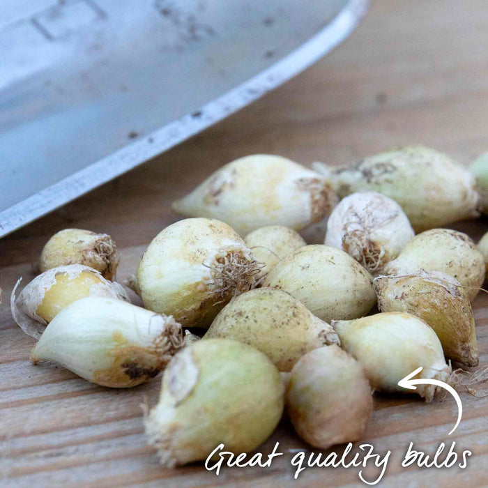 White bulbs on a wooden surface with text 'Great quality bulbs'.