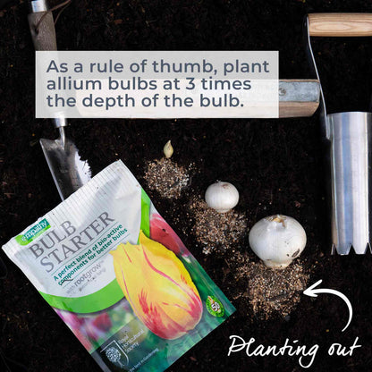 Allium bulbs and bulb starter package with gardening tools on soil.