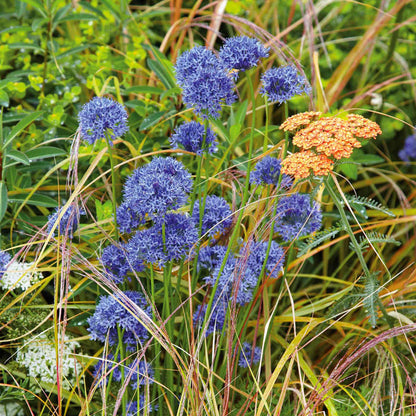 Blue alliums and orange achillea in a natural setting with greenery.