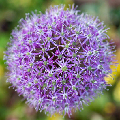 Close-up of a giant purple allium flower with a blurred green background.