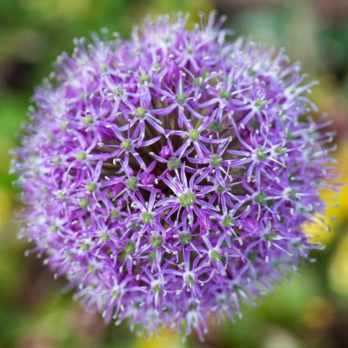 Close-up of a giant purple allium flower with a blurred green background.