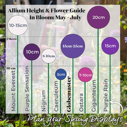 Allium height and flower guide with measurements and names of different allium varieties that are sold by Marshalls Garden to help with planning spring displays.