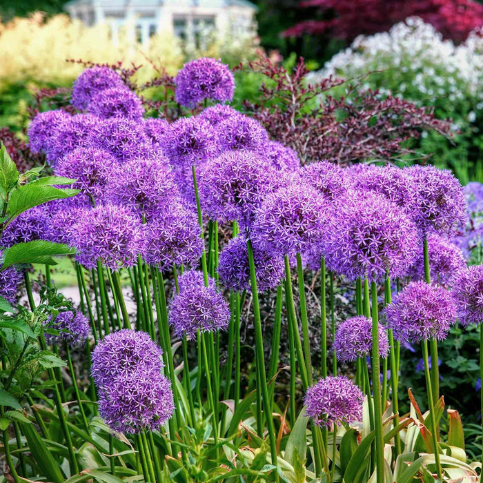 Large drift of Purple allium flowers in a garden setting with blurred background.