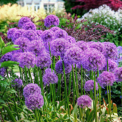Large drift of Purple allium flowers in a garden setting with blurred background.
