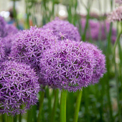 Close-up of purple allium globemaster flowers with a blurred background.