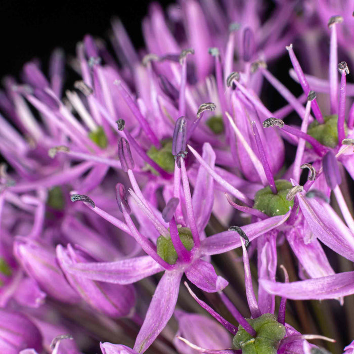 Close-up of a purple allium flower with green centres against a black background.