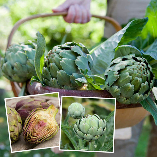 A collage of purple and green artichoke plants and artichokes. The main image shows a person holding a basket of harvested  artichoke plants.