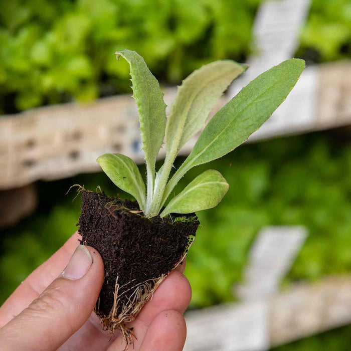 Hand holding an artichoke plug plant with strong roots, with a blurred green background.