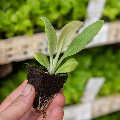 Hand holding an artichoke plug plant with strong roots, with a blurred green background.