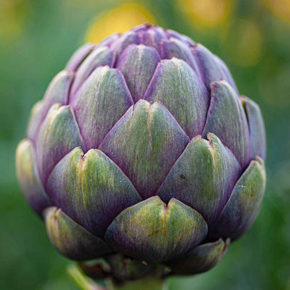Close-up of a fully grown purple artichoke head.