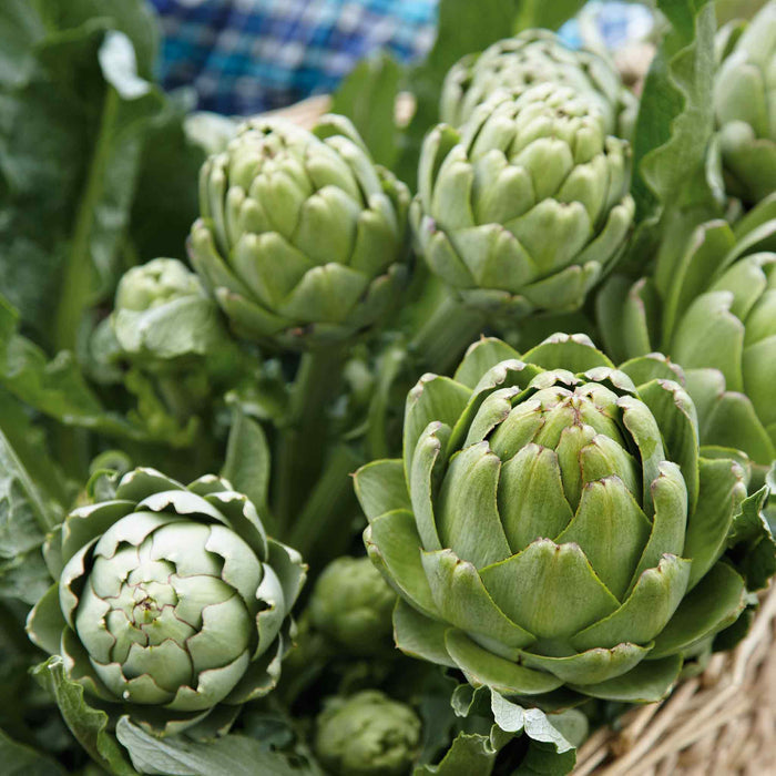 Artichoke 'Duo Pack'