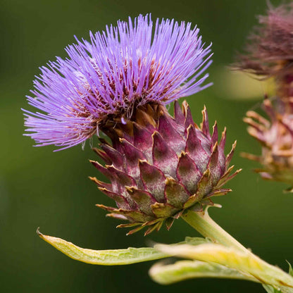 Artichoke 'Duo Pack'