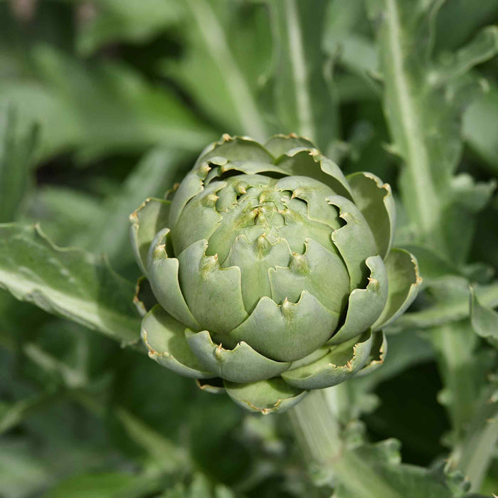 Artichoke 'Duo Pack'