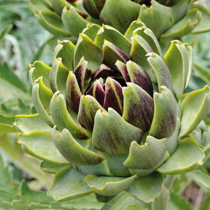 Artichoke 'Duo Pack'