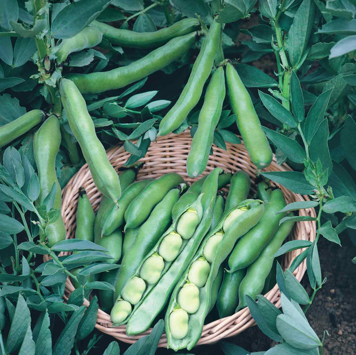 Broad Bean Seeds 'Bunyards Exhibition'