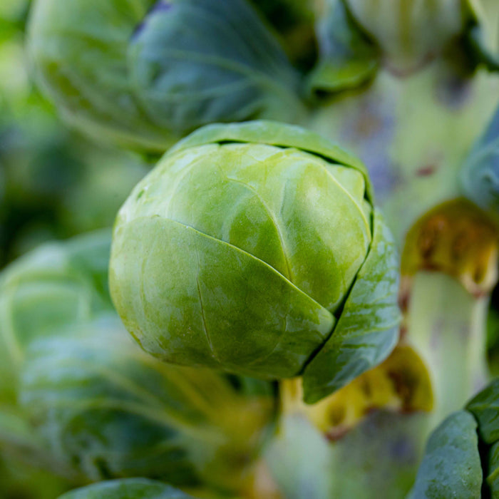 Brussels Sprout  'Brigitte'