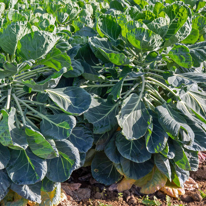Brussels Sprout  'Brigitte'