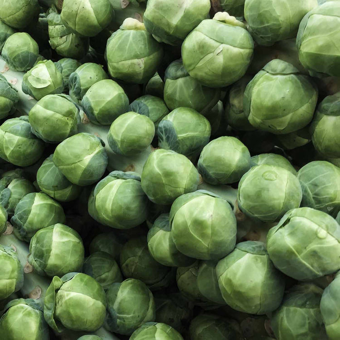 Brussels Sprout  'Brigitte'