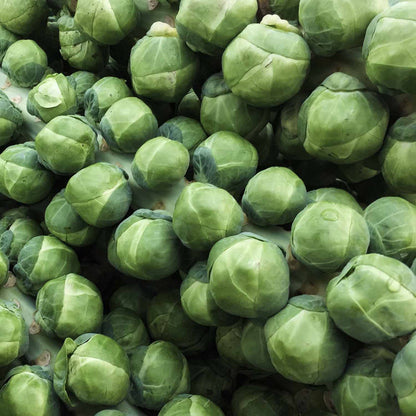 Brussels Sprout  'Brigitte'