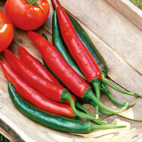 Chilli Pepper Seeds 'Tokyo Hot'