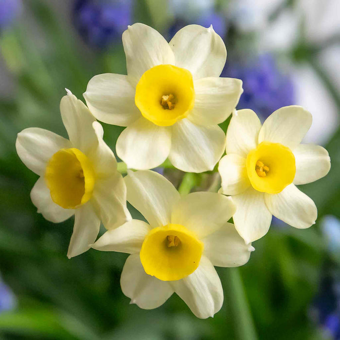 Daffodil 'Minnow'