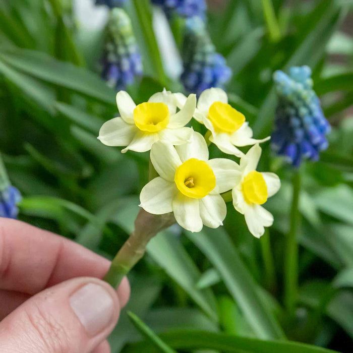 Daffodil 'Minnow'
