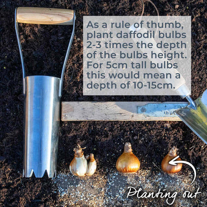 Daffodil 'Minnow'