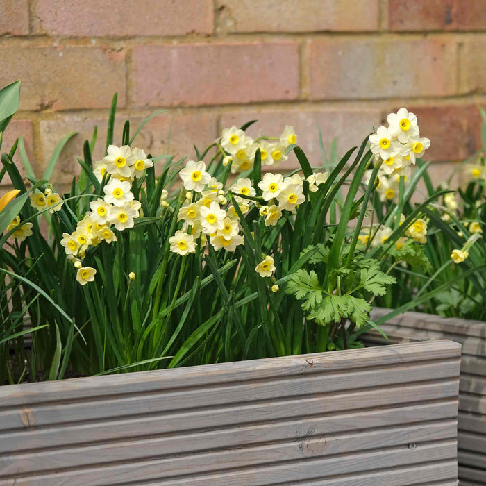 Daffodil 'Minnow'