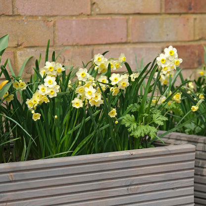 Daffodil 'Minnow'