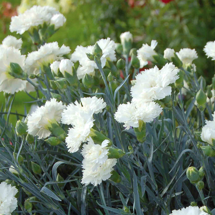 Dianthus Garden Pinks Scent First 'Memories'