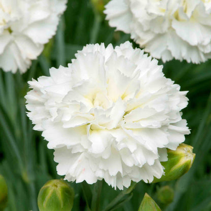 Dianthus Garden Pinks Scent First 'Memories'