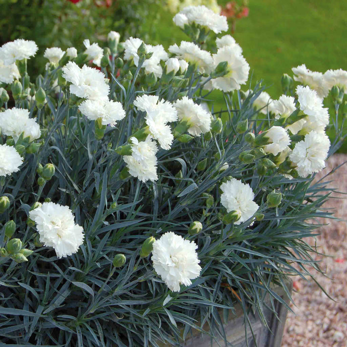 Dianthus Garden Pinks Scent First 'Memories'