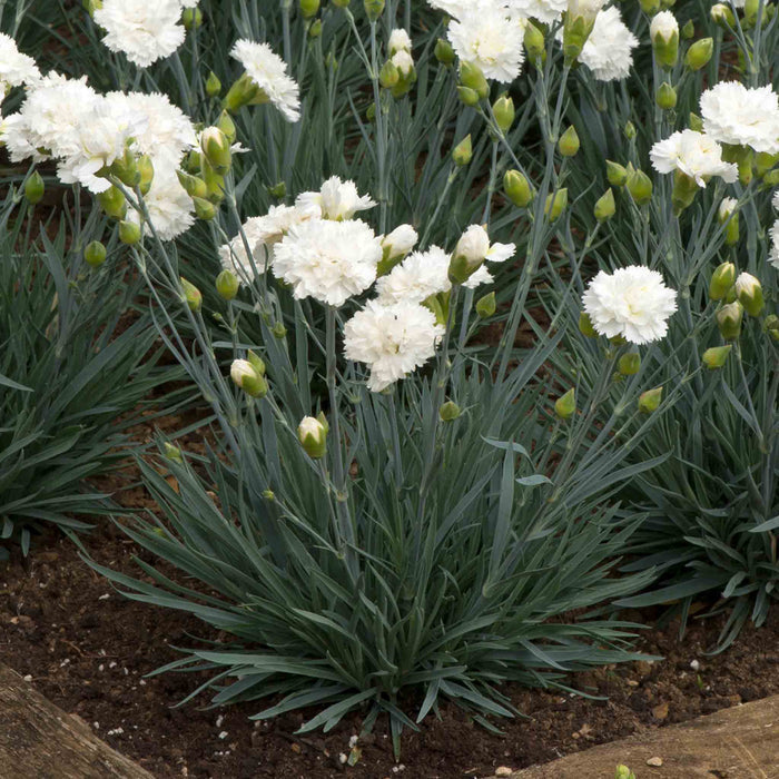 Dianthus Garden Pinks Scent First 'Memories'