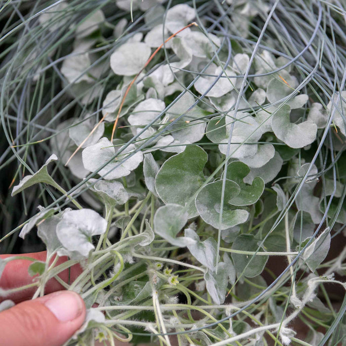 Dichondra 'Silver Falls'