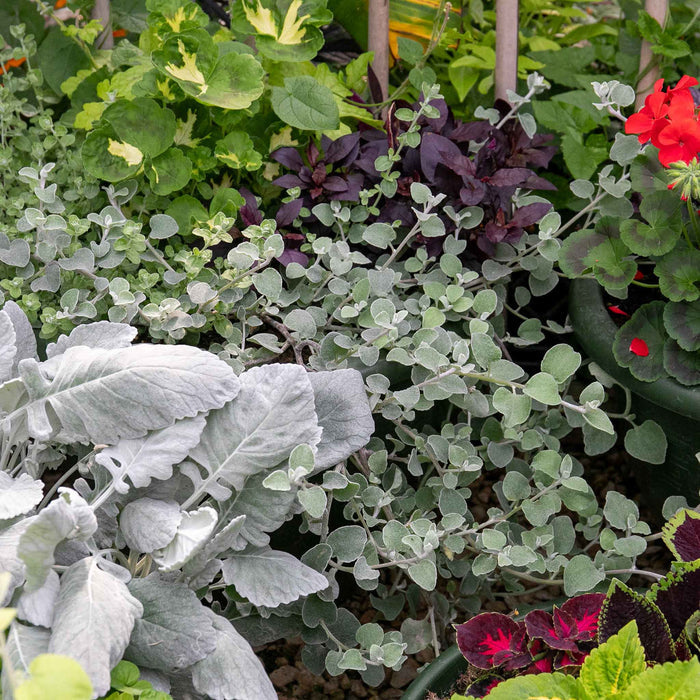 Dichondra 'Silver Falls'