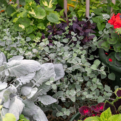 Dichondra 'Silver Falls'