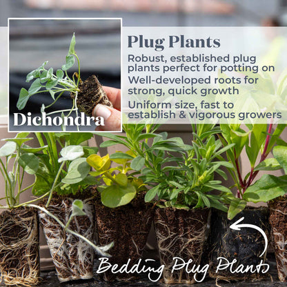 Dichondra 'Silver Falls'