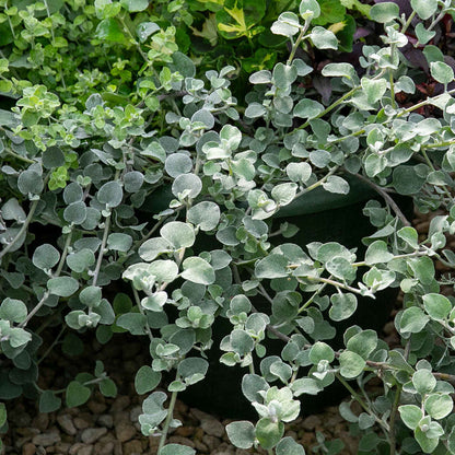 Dichondra 'Silver Falls'