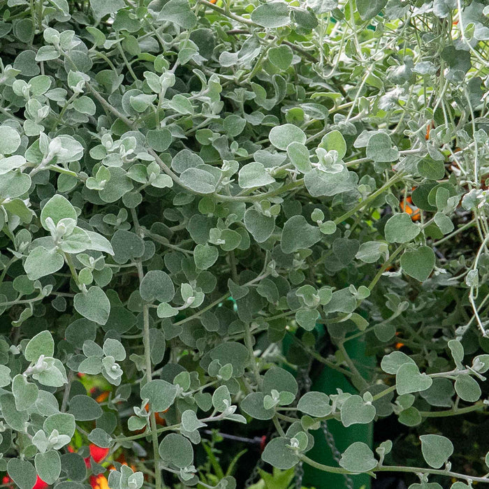 Dichondra 'Silver Falls'