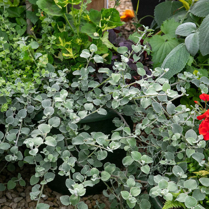 Dichondra 'Silver Falls'