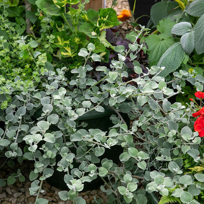Dichondra 'Silver Falls'