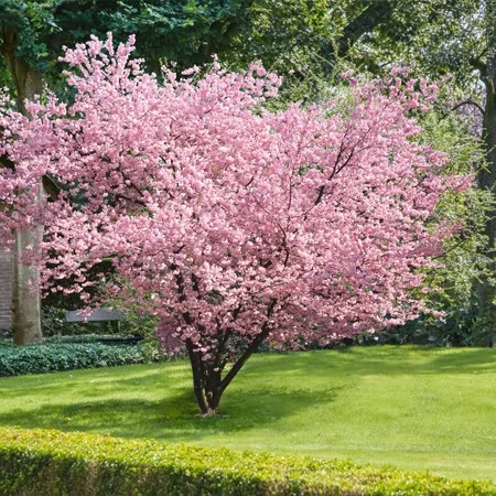 Flowering Cherry 'Accolade'